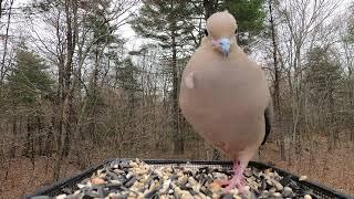 Mourning Dove call