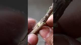 Hibiscus Grafting To Get Multiple Color Flowers