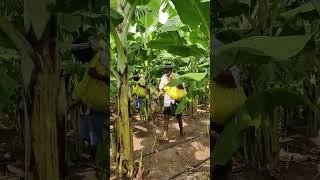 Banana farming || Fertilizer application [ 14:35:14-10:26:26-Urea ] #banana #plants #fruit #shorts