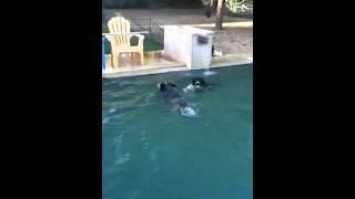 Scottsdale pool dogs