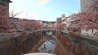 (Out of focus) Early Sakura Bloom in Atami, Shizuoka - A Walk Through a Seaside City • 4K