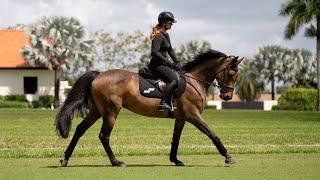 Hailey Royce and Ogue Ardkyle - 10th 1.35m Old Salem Farm Spring 1