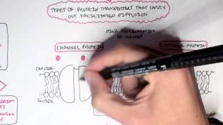 (Passive) Diffusion - Simple and Facilitated