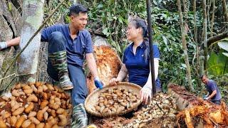 Search and harvest young beetles in rotting tree trunks on high mountains | Ly Tieu An