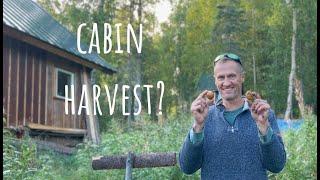 Harvesting Gold: Blueberries & Potatoes from Our Off-Grid Cabin in Alaska!