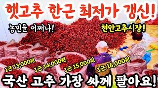 1근 13,000원 햇고추 드디어 전국 최저가 갱신!국산 햇고추 가장 싸게 팔아요! #시장 #고추 #고추가루 #김치 #김장 #먹방 #매운음식 #food #가격비교