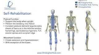 Rehabilitation: Superficial Back Line