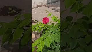 My garden roses subscribe my channel #song #music