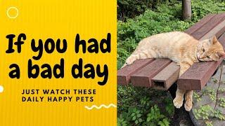 If you had a bad day, just watch these daily happy pets | Day 58