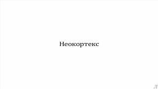 5.2 Сознание. Неокортекс