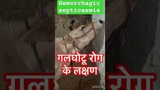 Symptoms of Hemorrhagic septicaemia l Dr Umar Khan