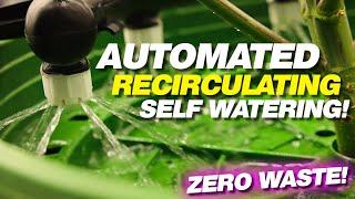 Automated Recirculating Watering Setup! No Waste!