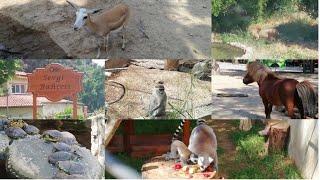 Antalya Hayvanat Bahçesi Gezimiz/Antalya Zoo