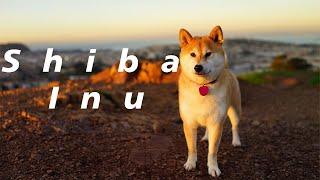 معرفی نژاد شیبا اینو Shiba Inu