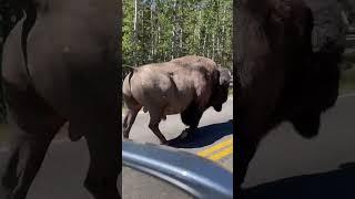 YNP Buffalo Walking. What’s Up Big Boy?  Baby wanted to ride back to the hotel.