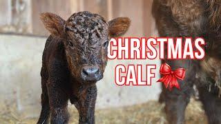 Highland Cow gives Birth to a CHRISTMAS BABY 