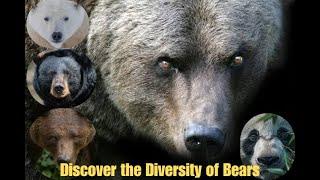 species of Bears and Their Unique Habitats: Grizzly, Polar, Pandas and Black Bears Explained.