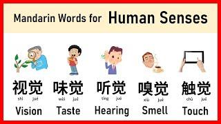 Mandarin words for Human Senses  #learnmandarin #学中文 #learnchinese #mandarin