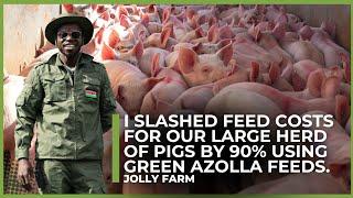 How Azola Cut Our Pig Feed Costs by 90%!