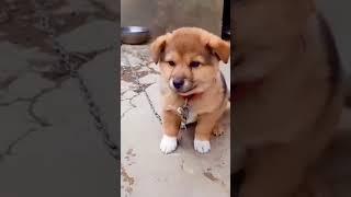 Puppy Crying Sound || Dog sound | Cute puppy  voice || Dog Crying || #shorts #puppy #doglover