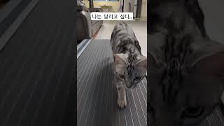 나도 모니카처럼 달리고 싶다옹