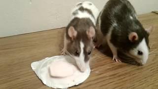 Rats try raspberry yogurt