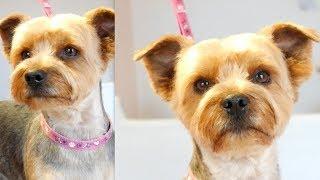 PetGroooming - Look at Me! Yorkie Full Grooming #104