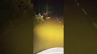 Palang majboot song haryanvi  #video #viral_song #jupiter #dog  #dyn_official