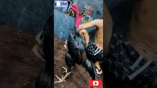 Ayam Ganoi Aseel Murga | Bangkok Veitnami Aseel Rooster #shorts #youtubeshorts