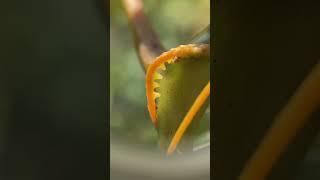 Plants with Amazing Abilities: The Dodder Plant "sniffs out" Its Prey