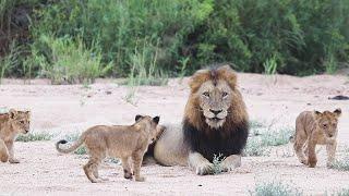 The NDHZENGA males and NTSEVU pride 