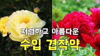 저렴하고 아름다운 겹작약 소개 (수입작약)