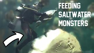 MONSTER SALTWATER FISHTANK FEEDING (prod. by LEON / Vid. by dbuulik)