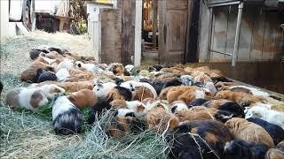 Guinea Pig Herd