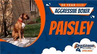 3 Yr. Old Aggressive Boxer (Paisley) | Best Dog Trainers in Richmond! | Dog Training Richmond