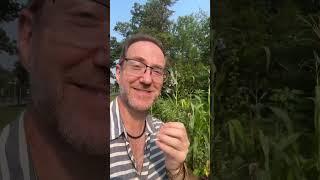 Time to plant a highly useful edible, medicinal vegetable! #permaculture  #garden #vegetablegarden