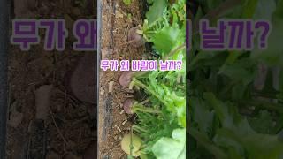 무수확시기#무수확 #김장무#farming #gardening #agriculture #월광수변농원 #텃밭농사 #텃밭농부 #텃밭채소 #텃밭가꾸기 #도시농부