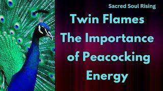 Twin Flames  The Importance of Peacocking Energy 