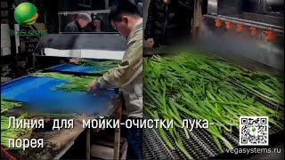 Линия для мойки и очистки лука порея | Производственные линии