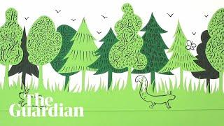 Rewilding made simple: an animated guide