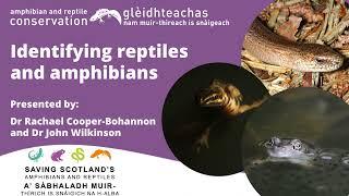 Identifying reptiles and amphibians