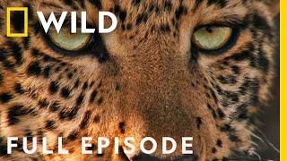 Following the Jade Eyed Leopard (Full Episode SPECIAL) | Nat Geo Wild