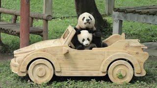 Panda Cub Xiao Wu Got A New Fancy Car #panda #babypanda #cute #viral #fyp #xiaowu #chongqingzoo