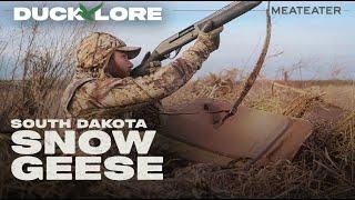 South Dakota Snow Geese | Duck Lore