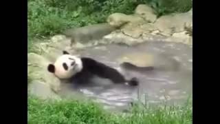 This panda was put in a pool