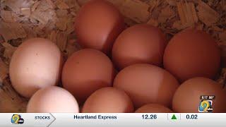 Egg prices rising in eastern Iowa, farmers explain why