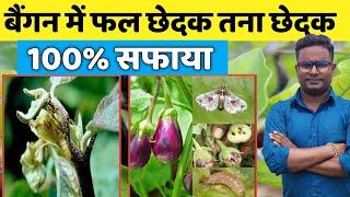 बैगन में तना छेदक फल छेदक जड़ से खत्म // Baigan me lagane wale Rog // Baigan ki kheti // Brinjal