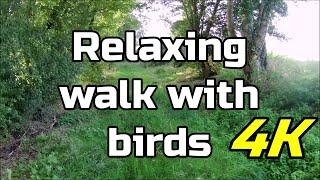 Relaxing walk with birds️