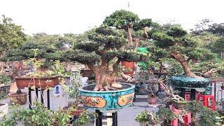 TOÀN SIÊU PHẨM TÙNG LA HÁN BONSAI CHO ĐẠI GIA SƯU TẦM - NHÌN MÀ THÈM