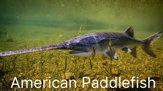 American Paddlefish (Polyodon Spathula) | Spoon-billed Catfish | Spoonbill | Mississippi Paddlefish